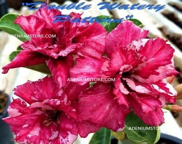 (image for) Adenium Obesum \'Double Watery Pattern\' 5 Seeds